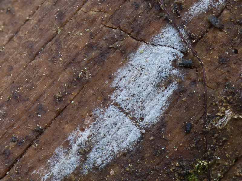 Kneiffiella cineracea